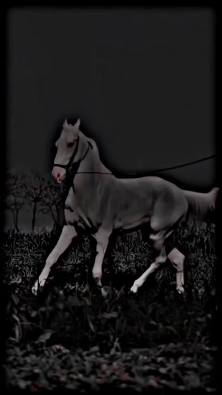 @⫸𝙈𝙞𝙍𝙯𝘼✫𝙎𝙖𝙍𝙆𝙖𝙍✫⫷