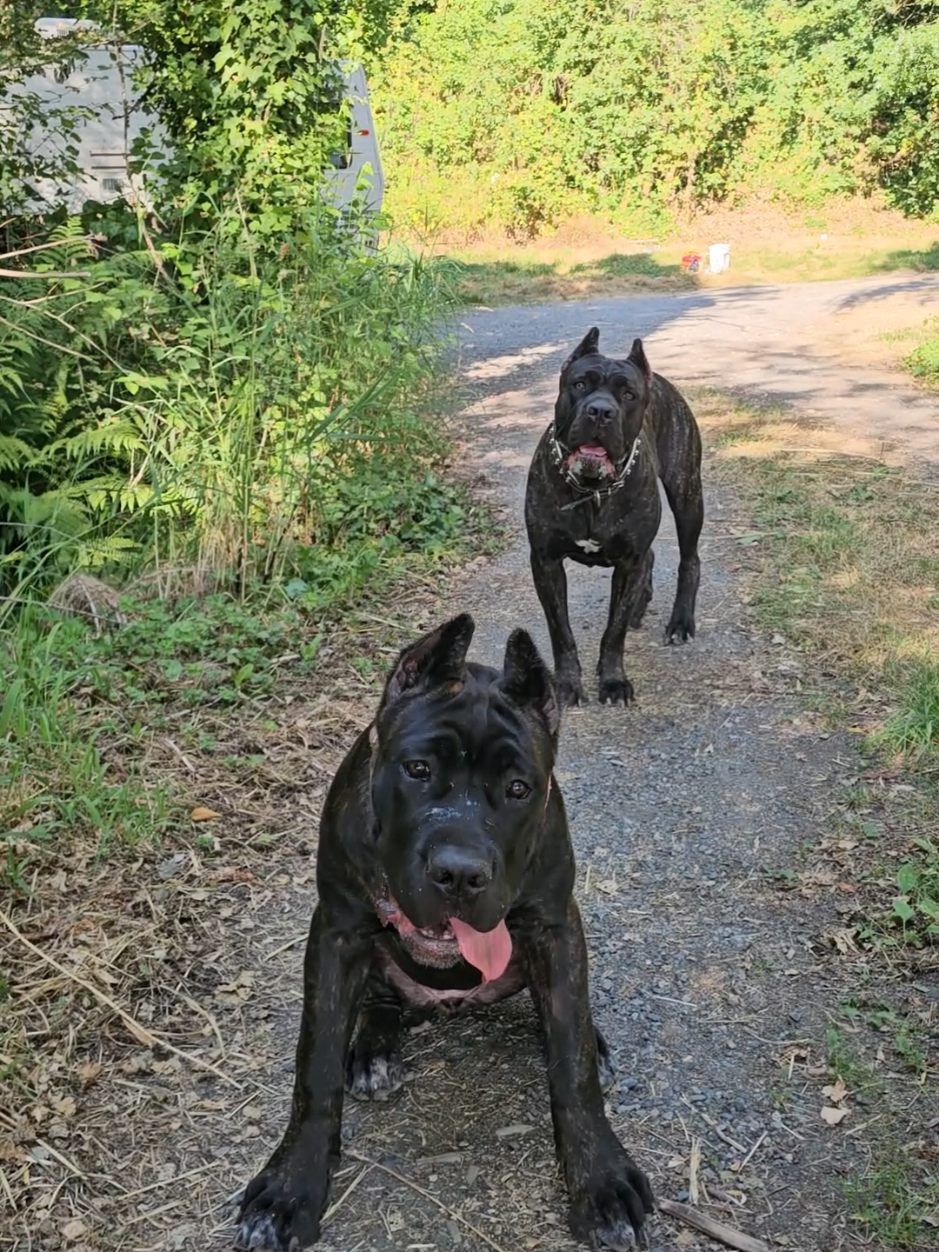 @SalmonCreekCaneCorso