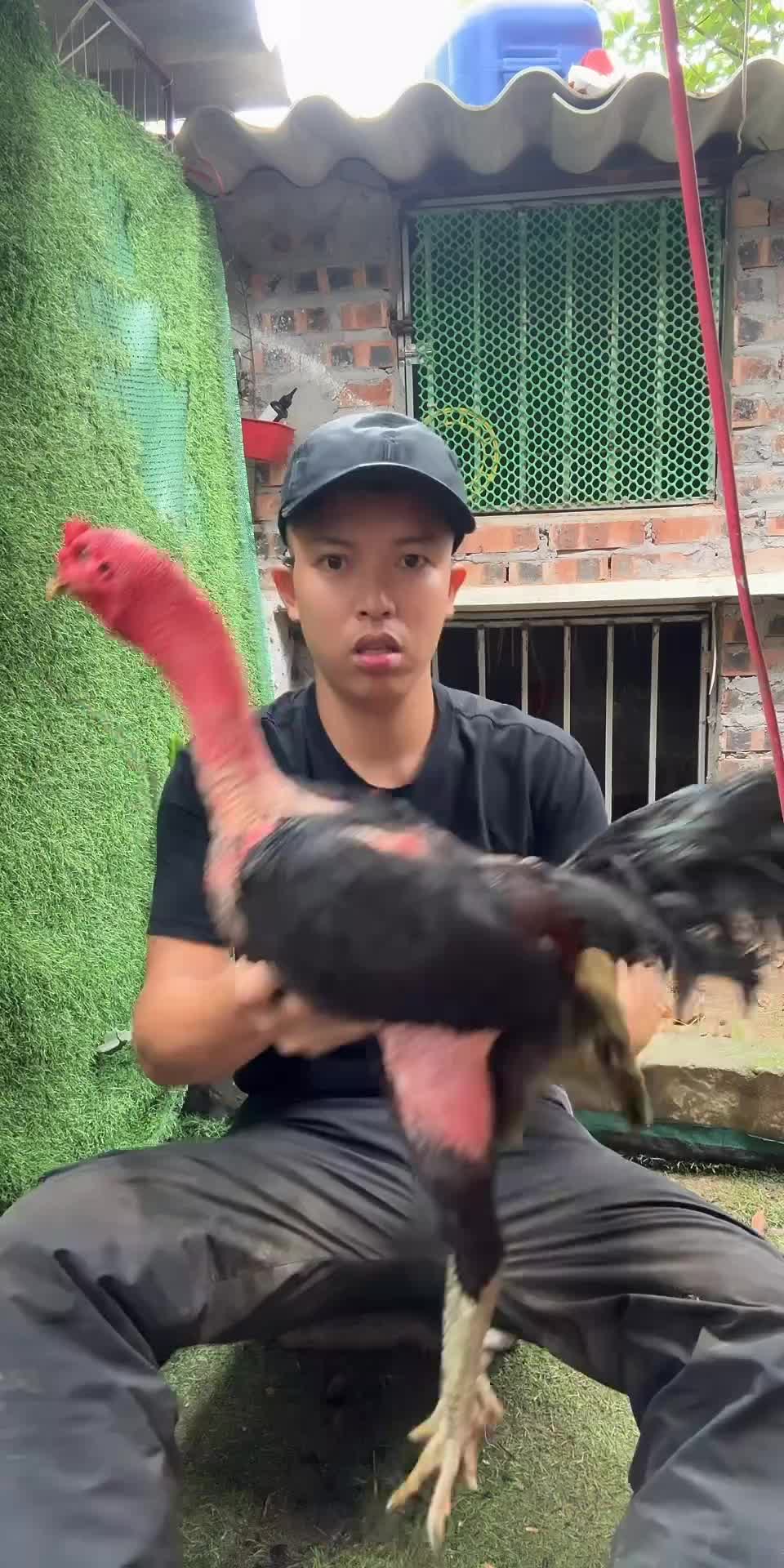 @Thuần Gà Chọi