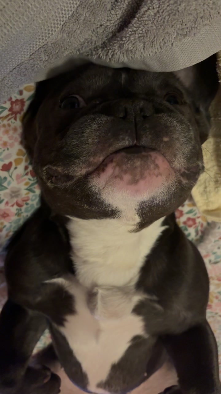 @Gizmo the frenchie & my humans