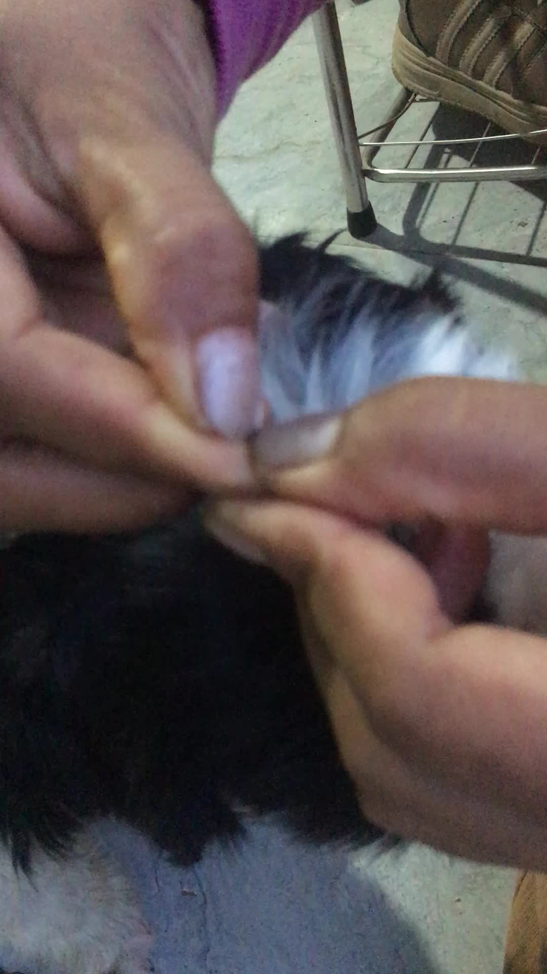 @licecarot