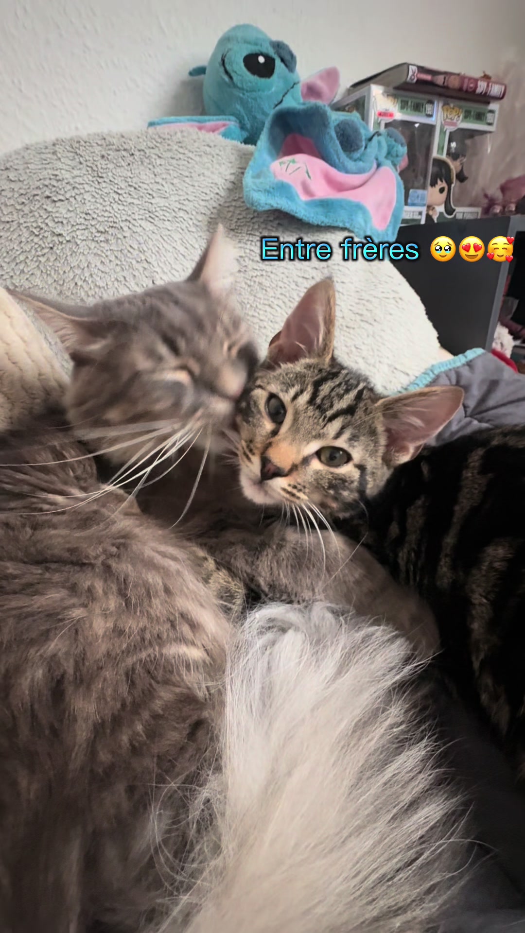 @Had&egrave;s & Zeus 🐱⚡️