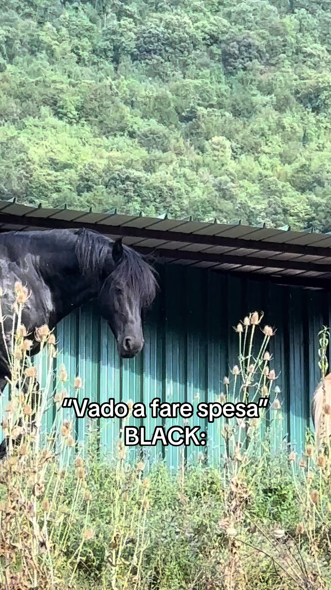 @black_the_friesian