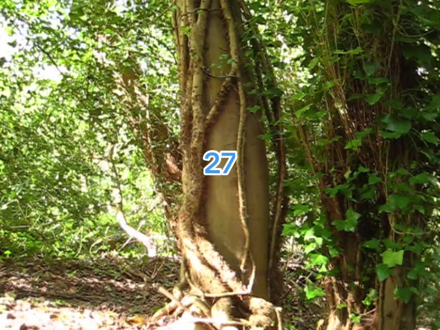 @vietnam.antlers