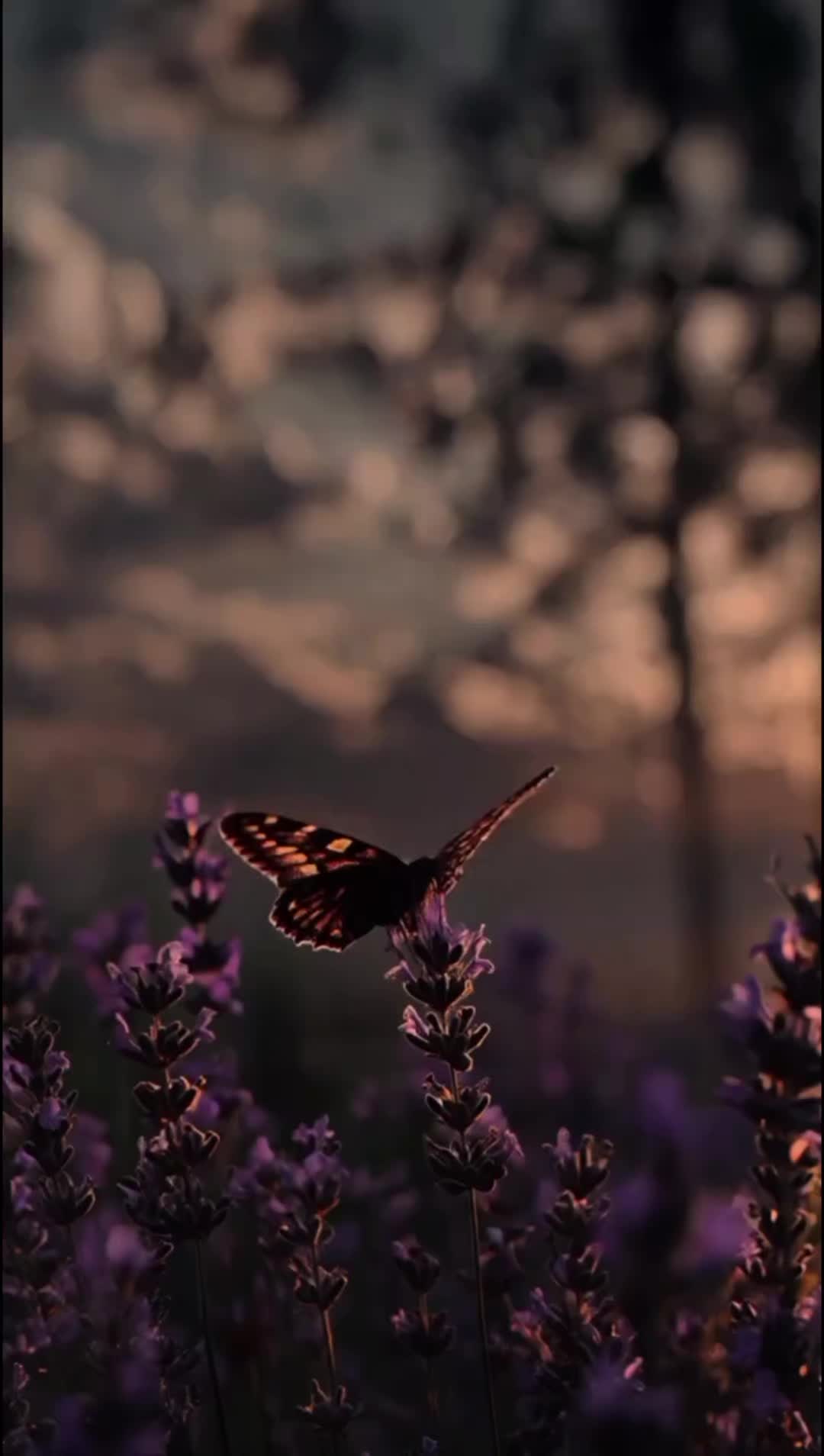 @~•♡𝒟𝓊𝒶♡•~🌸