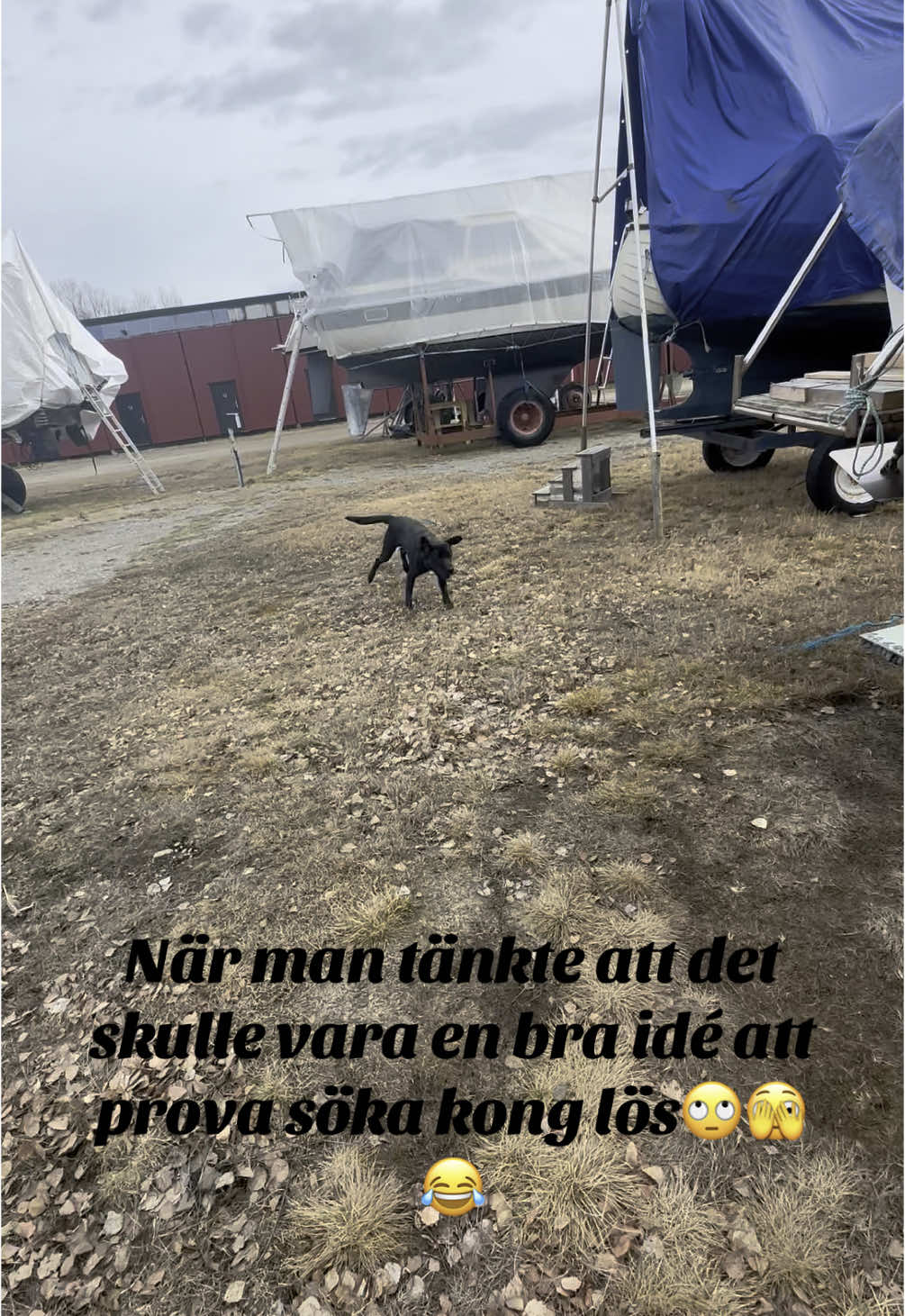 @dutch_lab_stories