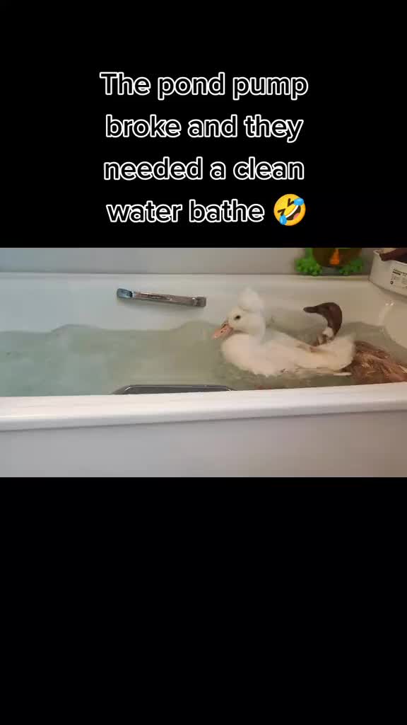 @The Doodle Quacks 🇸🇪🇬🇧🐔🦆