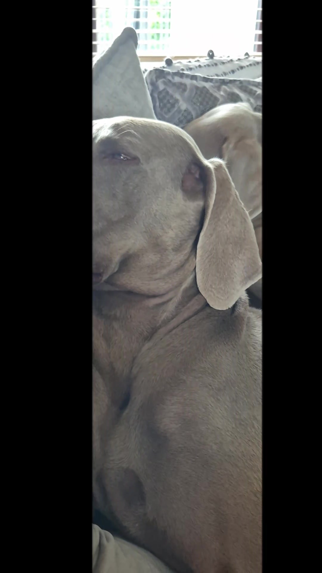 @Sabsky weimaraners