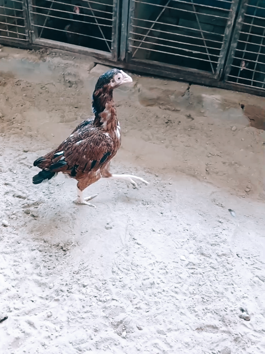 @Sajjad Aseel Farm