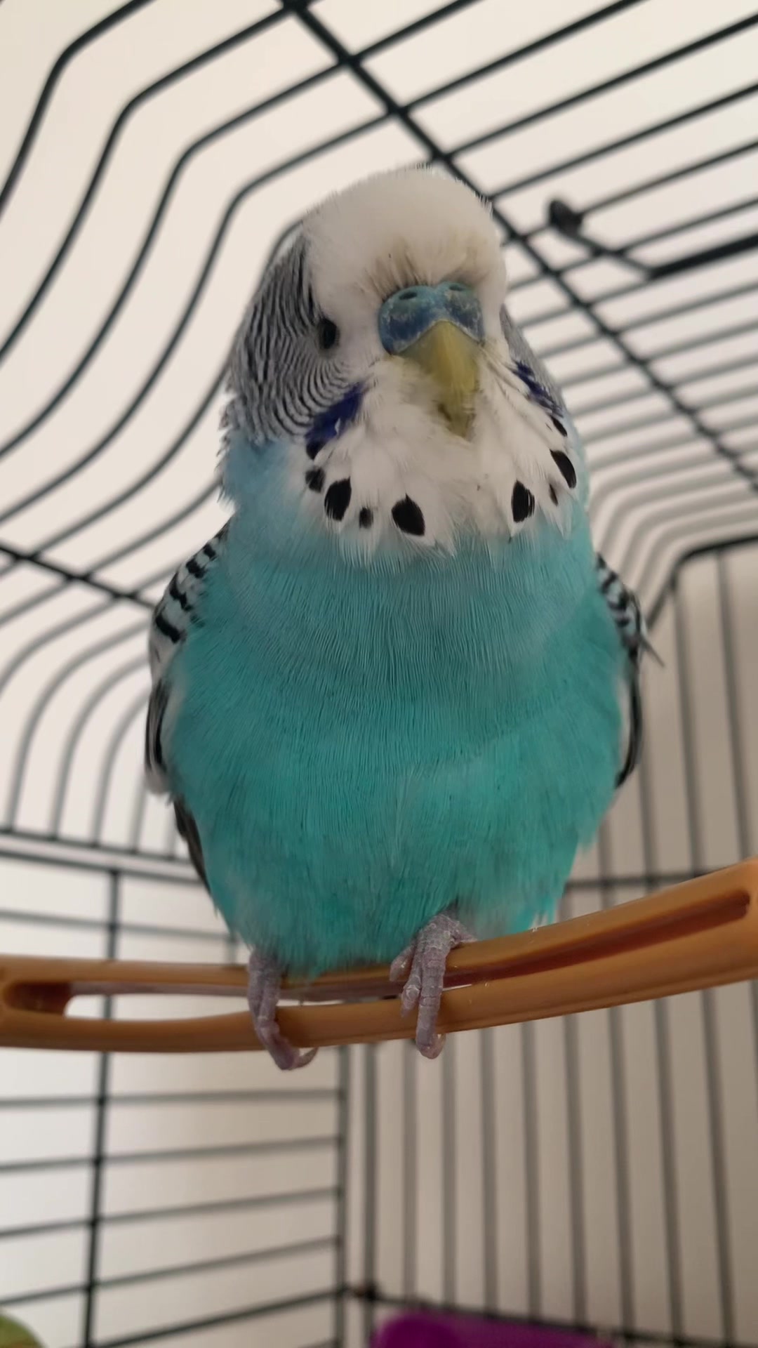 @Blu_the_budgie 🇹🇹
