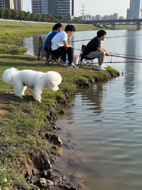 @bandly_pet