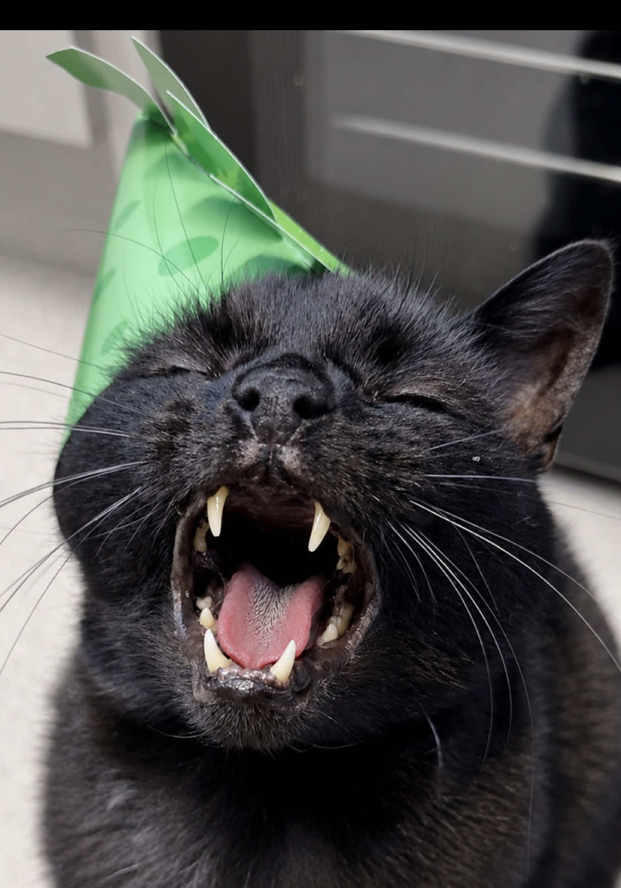 @Teefie_tribe 🐈&zwj;⬛🐈&zwj;⬛🐈🦷🦷