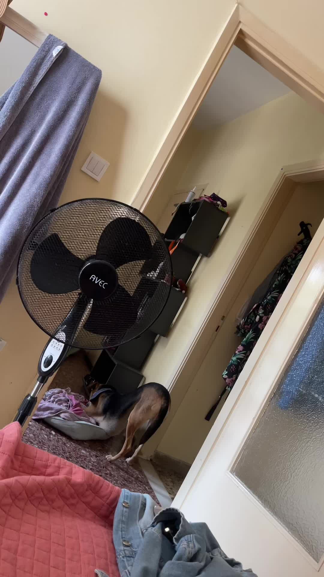 @cat52