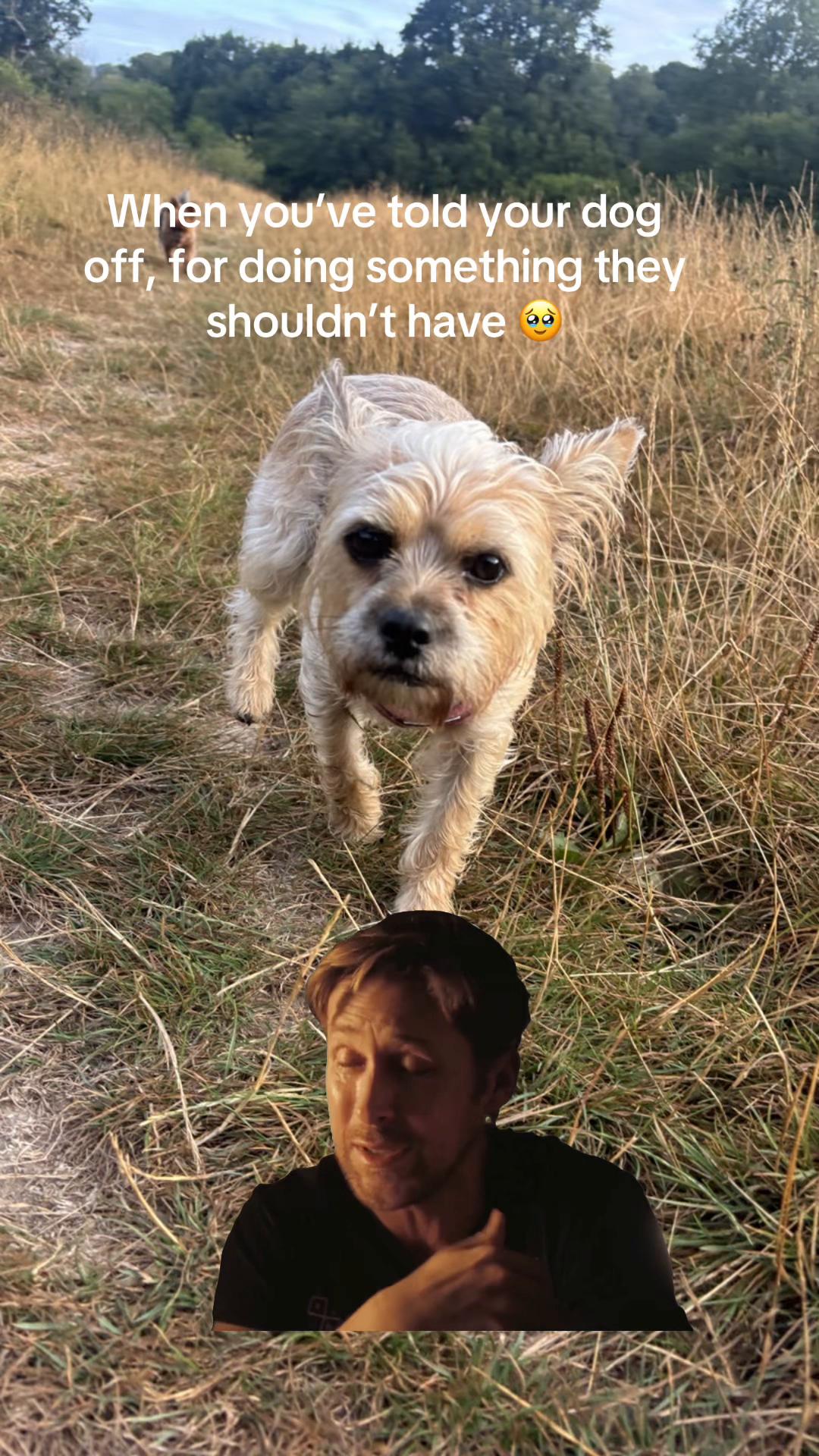 @Jamie of Burnsbys Walkies