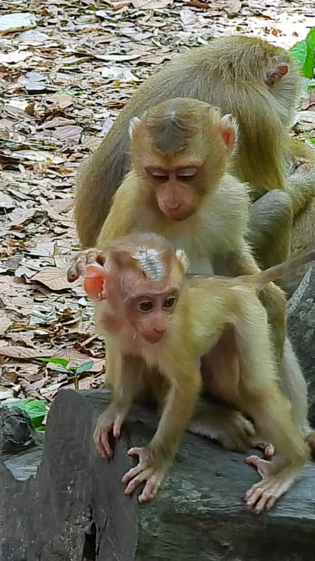 @Monkey Cambodia