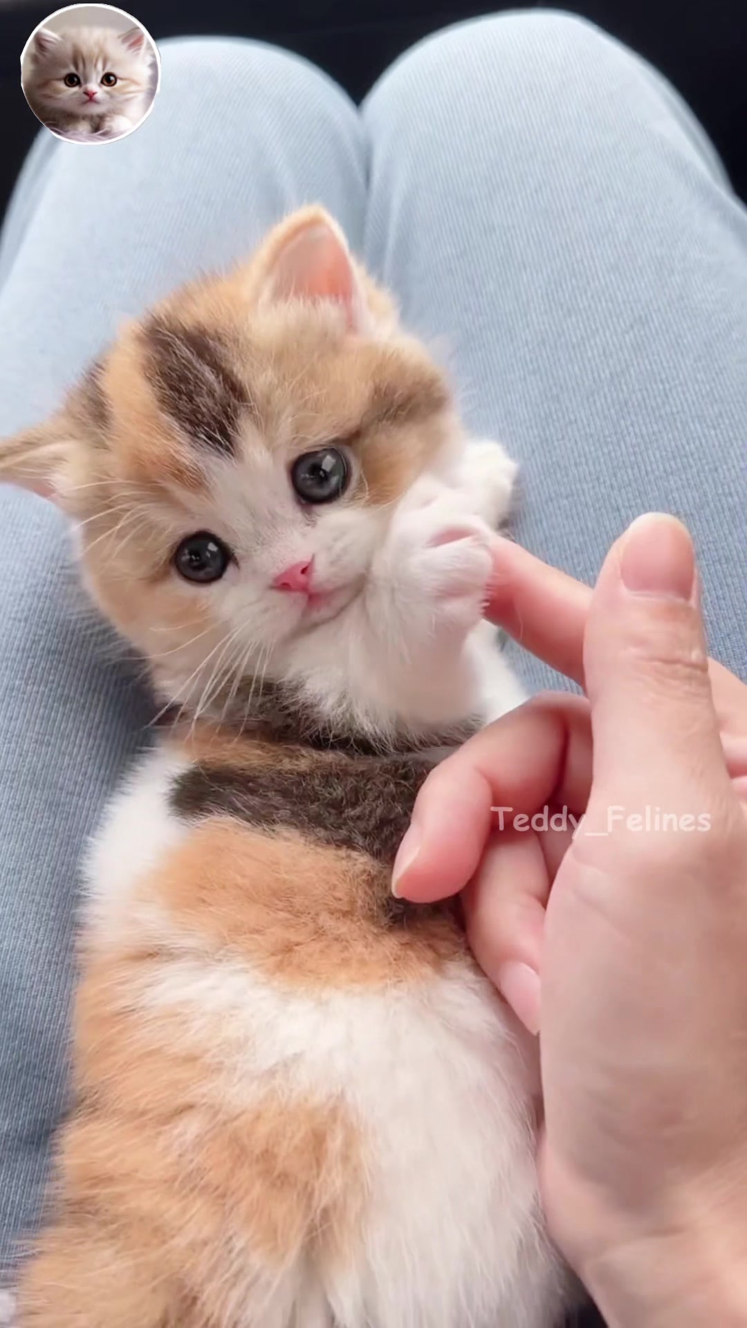 @Teddy_Felines 🧸🐾