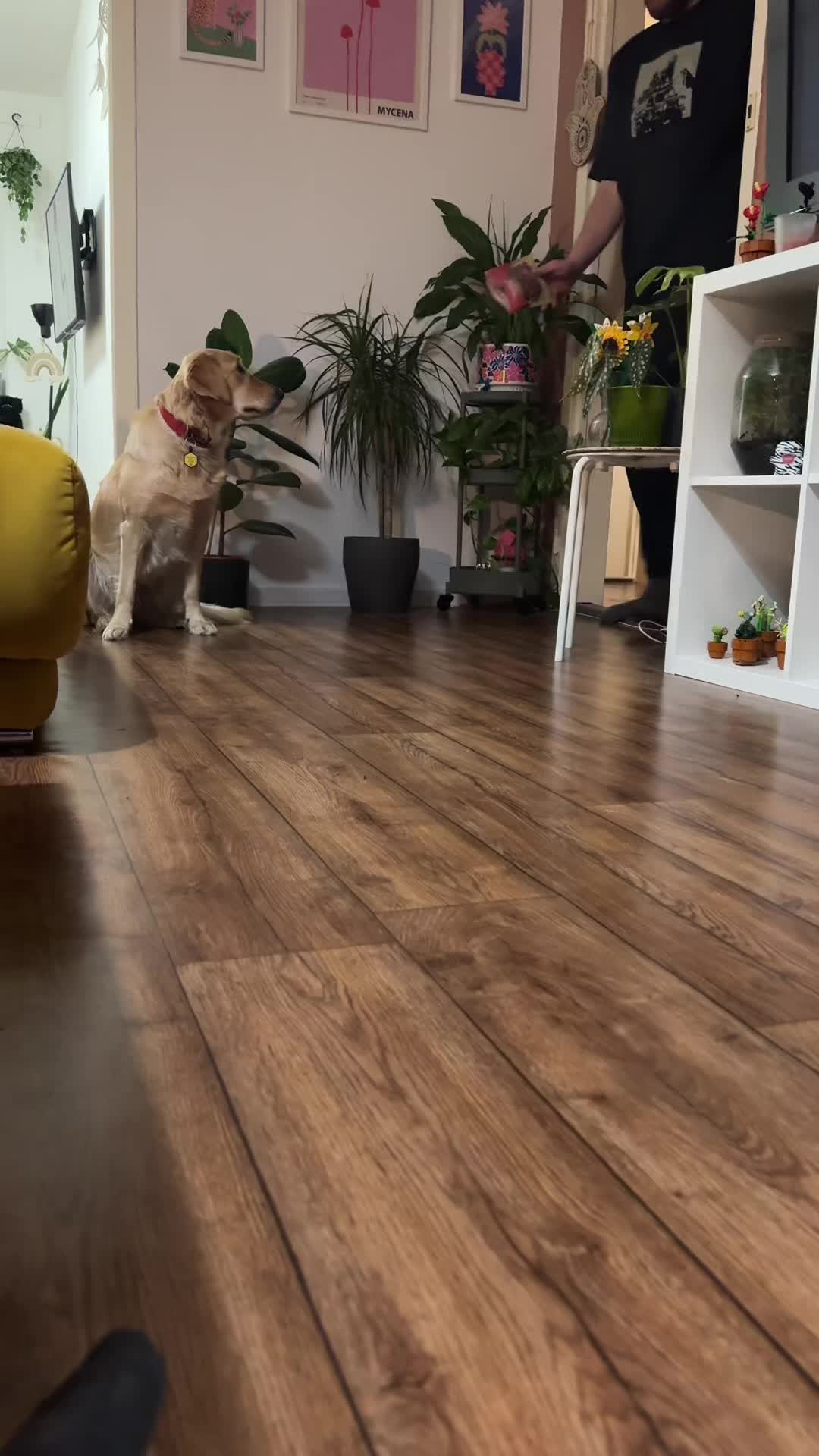 @animall_cz