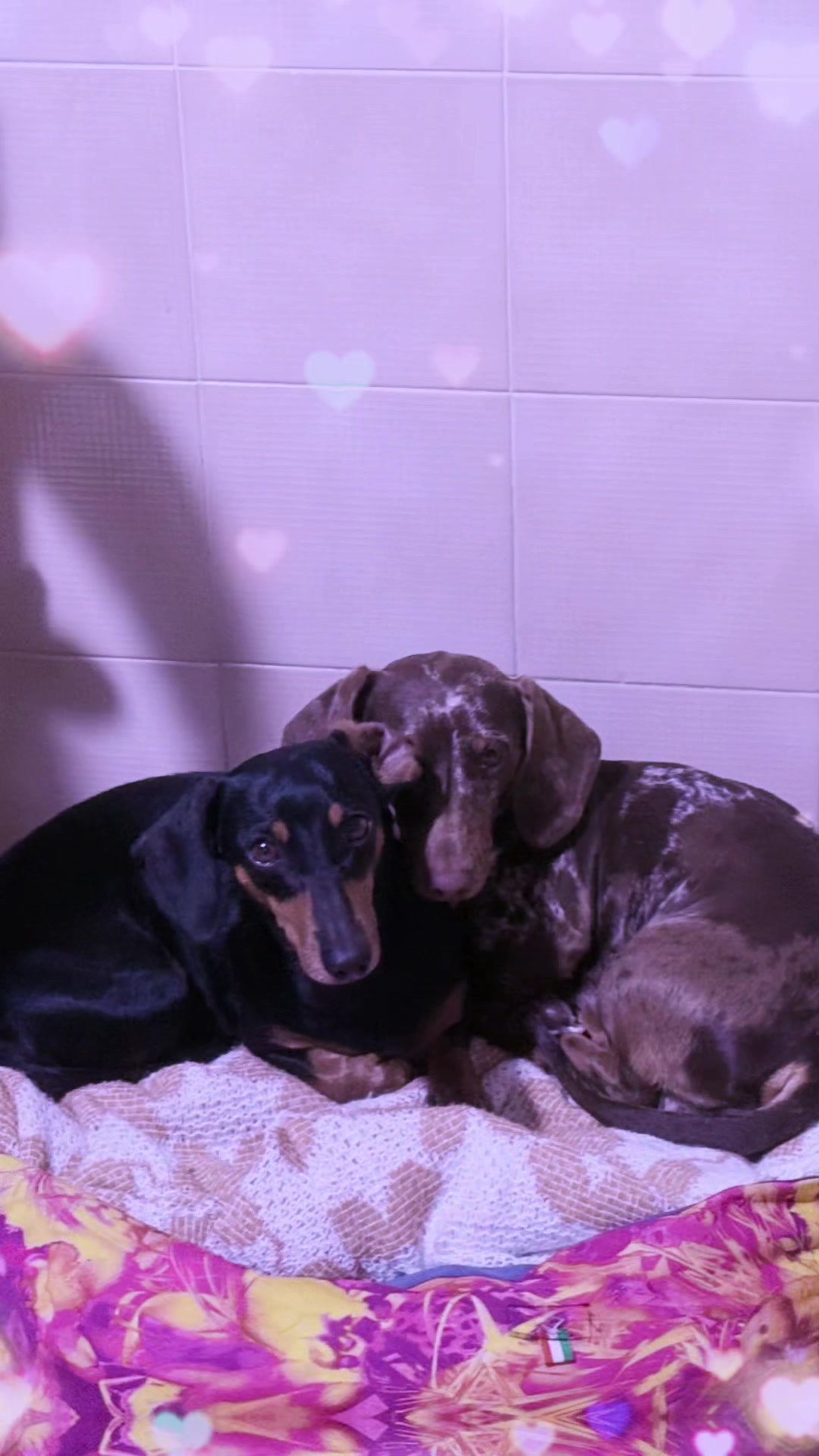 @The Dachshund House