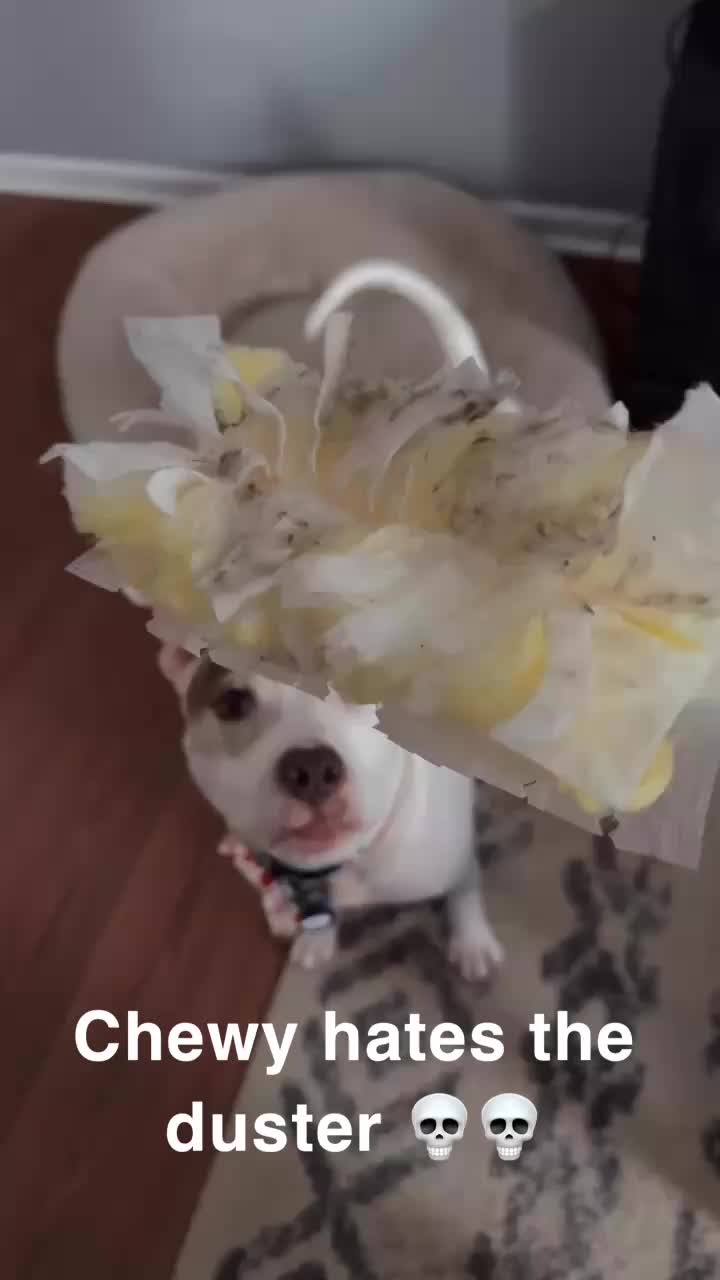@Chewy the pitbull