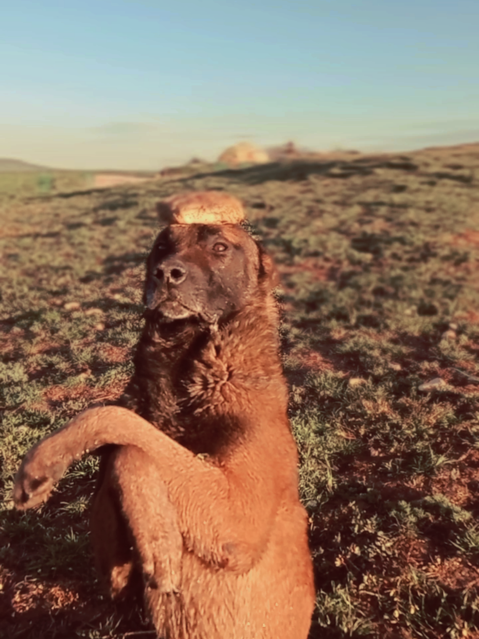 @Cizeer_kiva malinois k9 🐕🦺