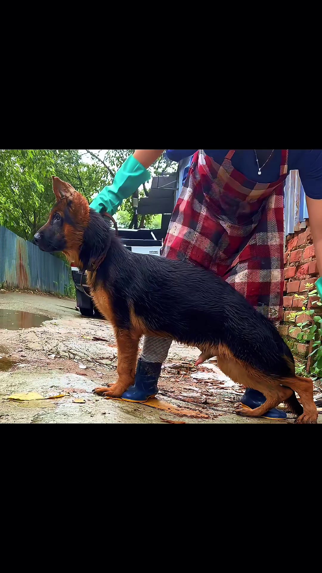 @Trại chó Becgie hoàng Minh