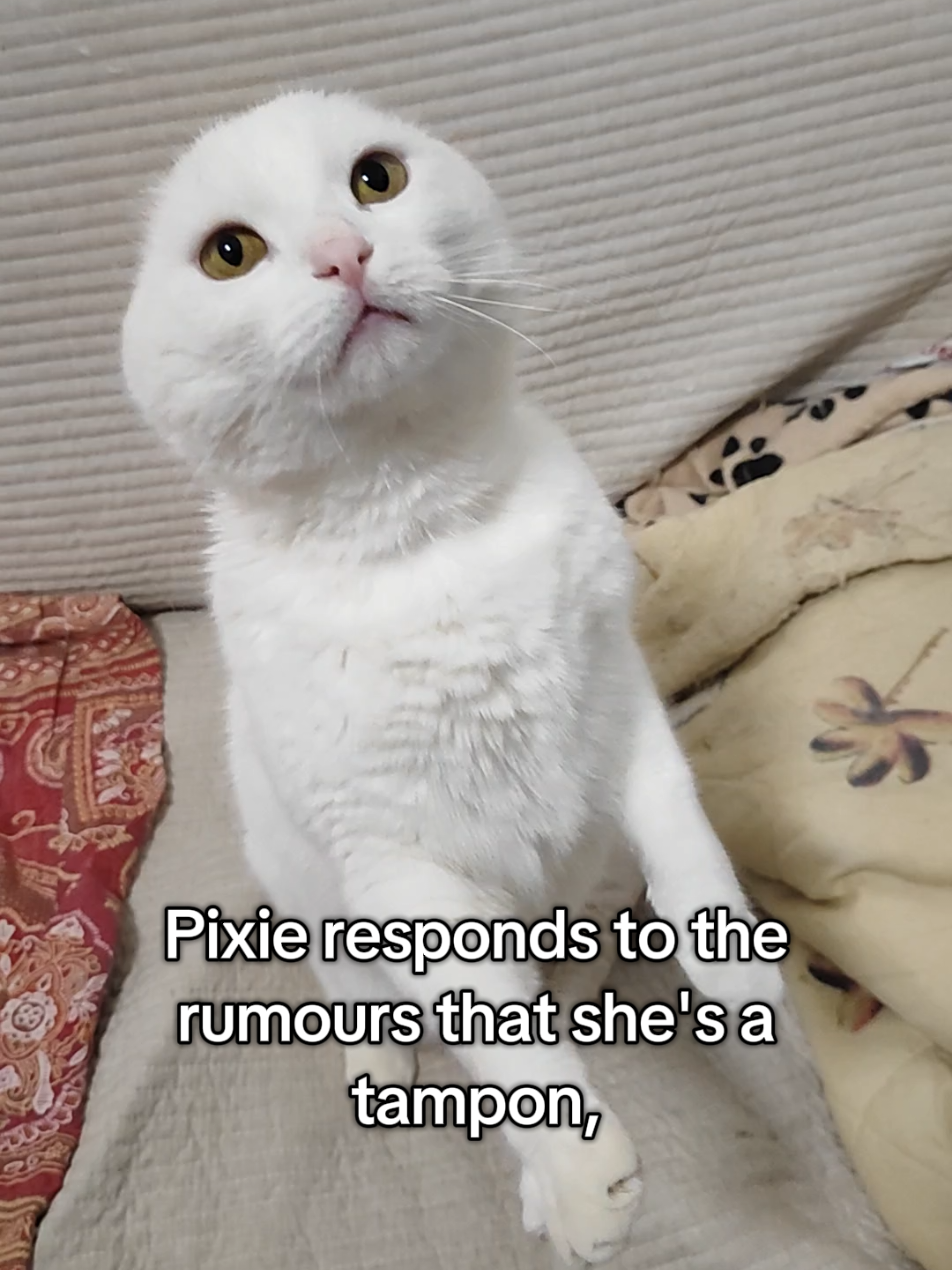 @Fluffy and Pixie