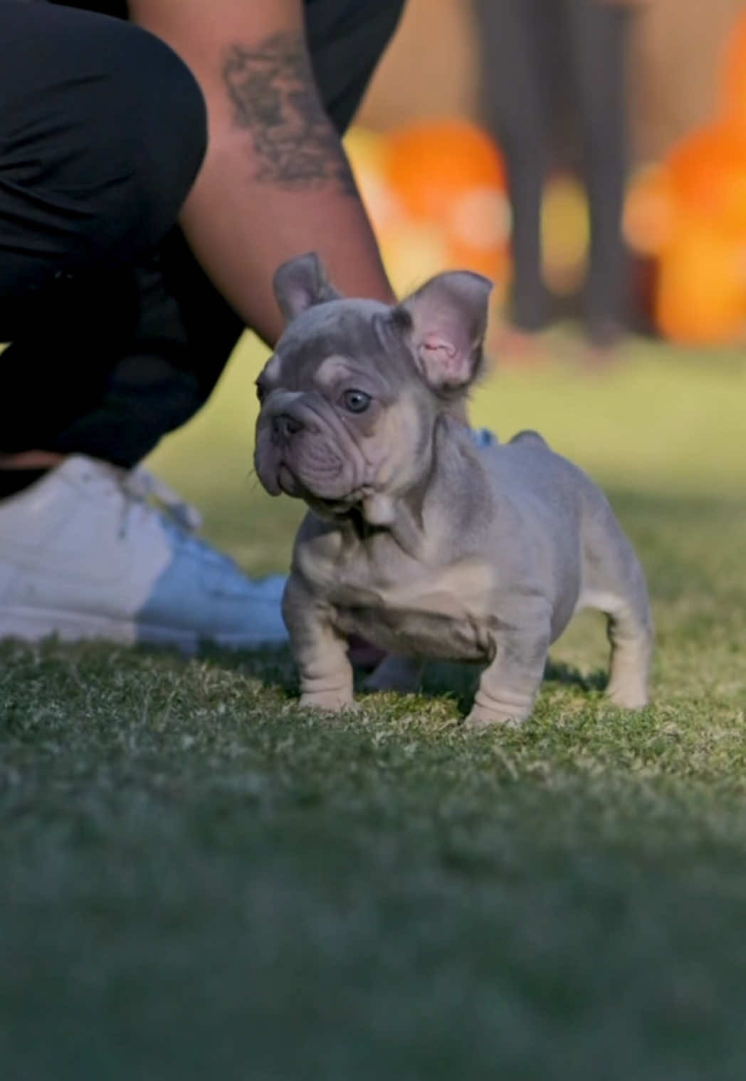 @Highfalutin Frenchies