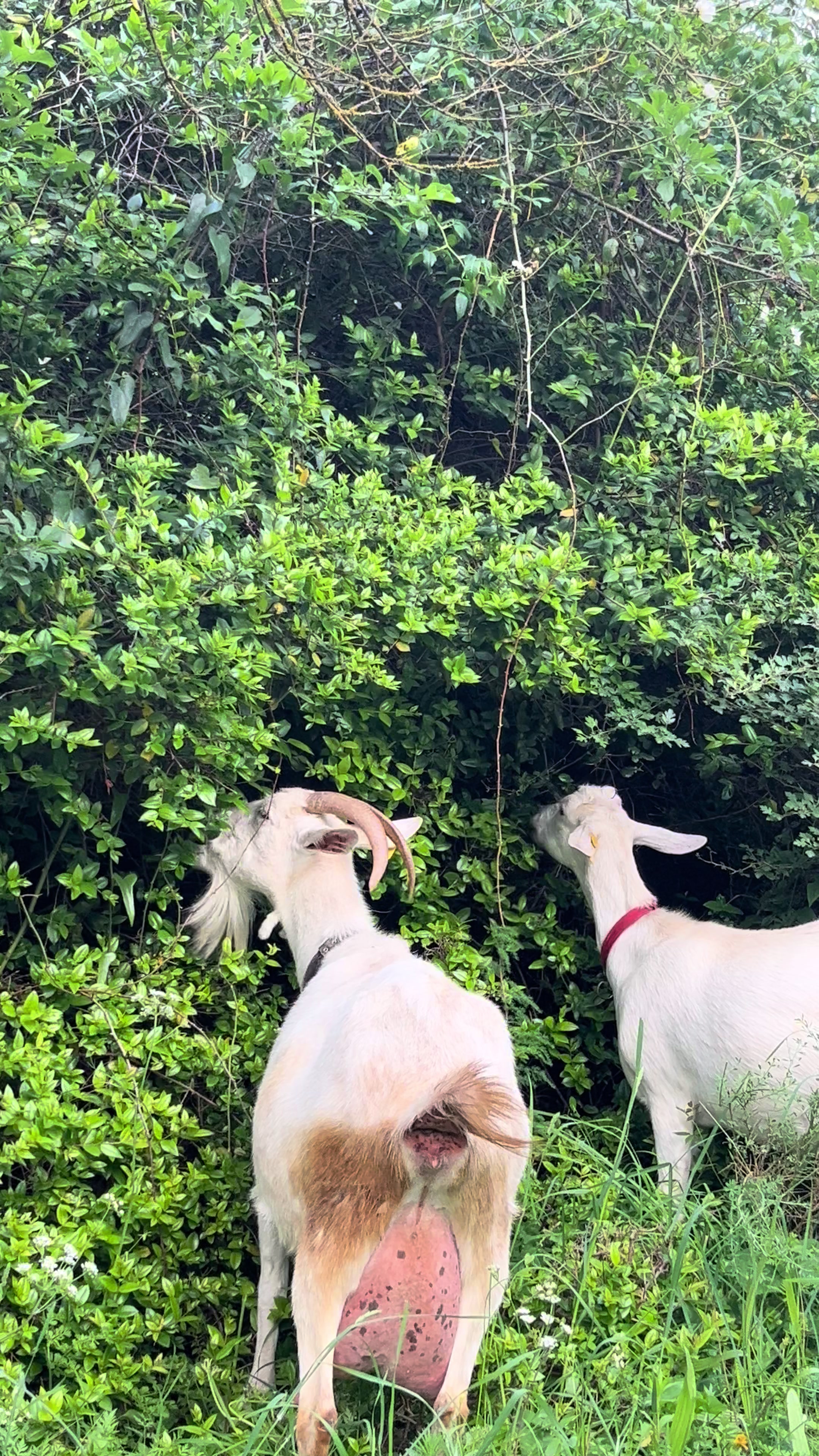 @Goat Farme🐐❤️
