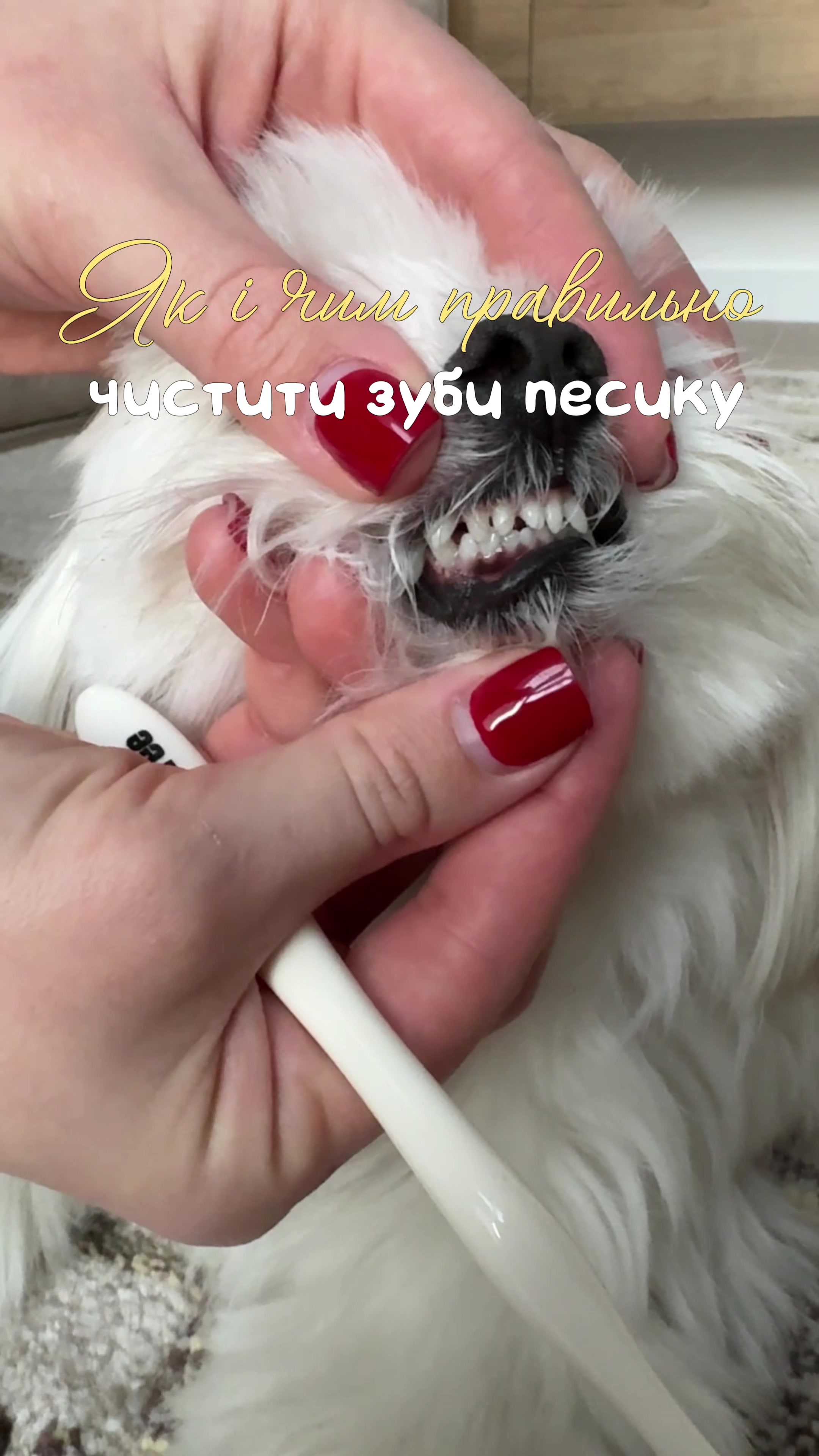 @I'm Eti 🐶🇺🇦