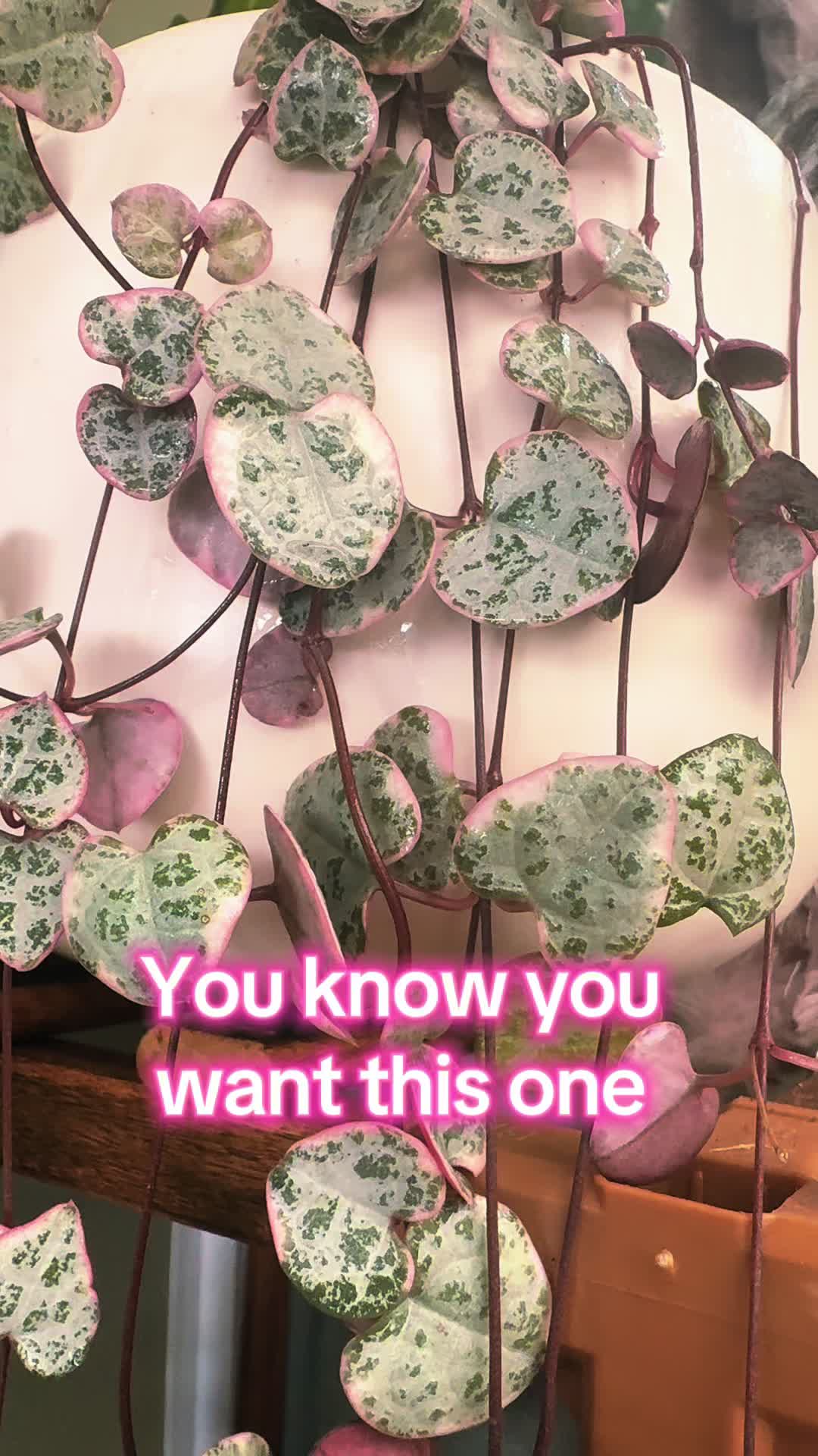 @ash - onlyplants 🌸