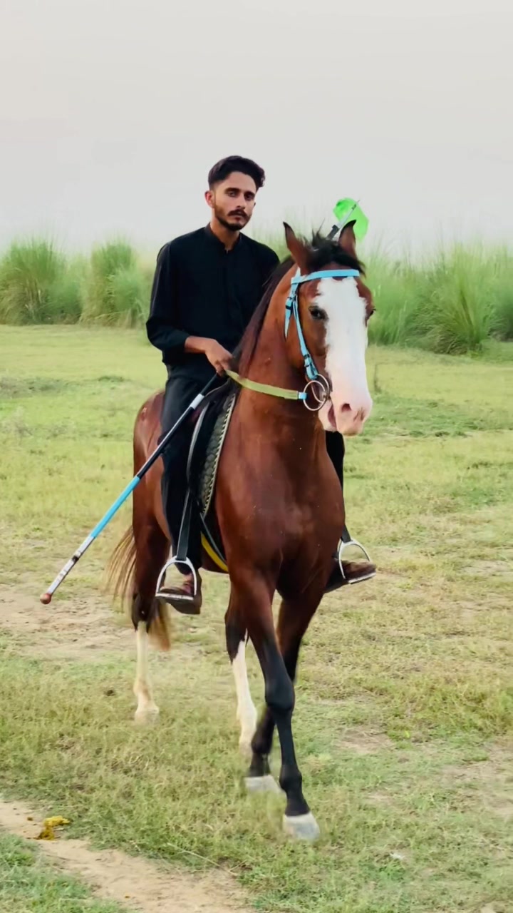 @Ch Hammad bokan ♥️🐎