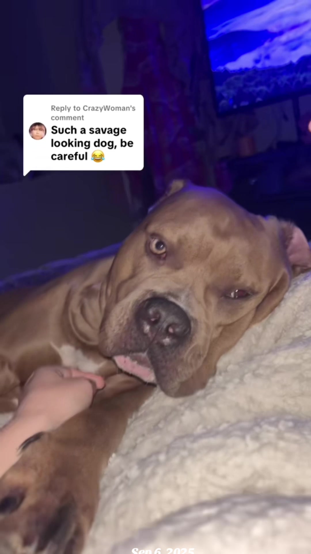 @Megs&Bear 🐶🖤