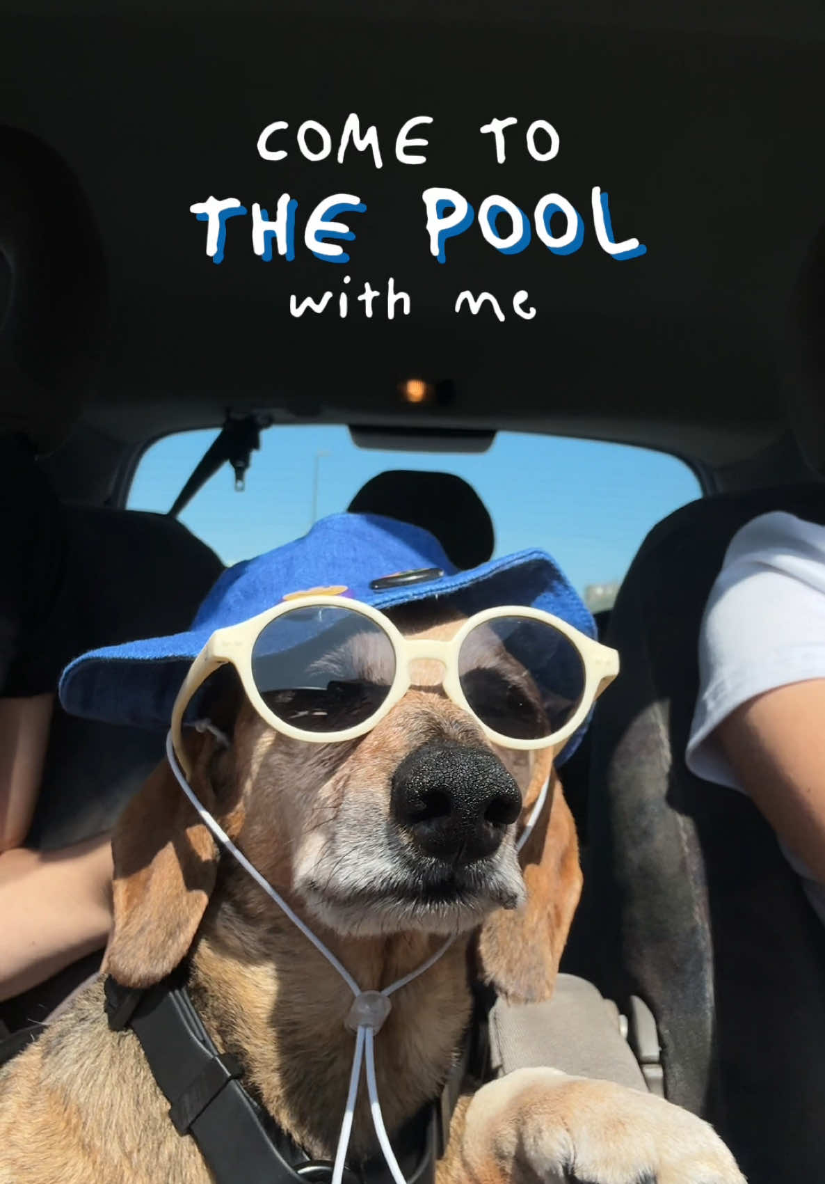 @Lucas The Dog