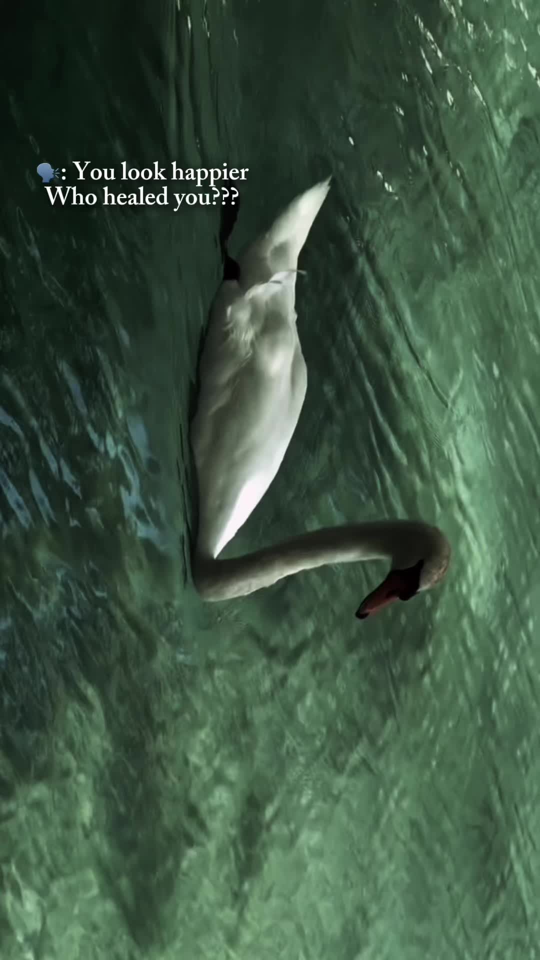 @🦢