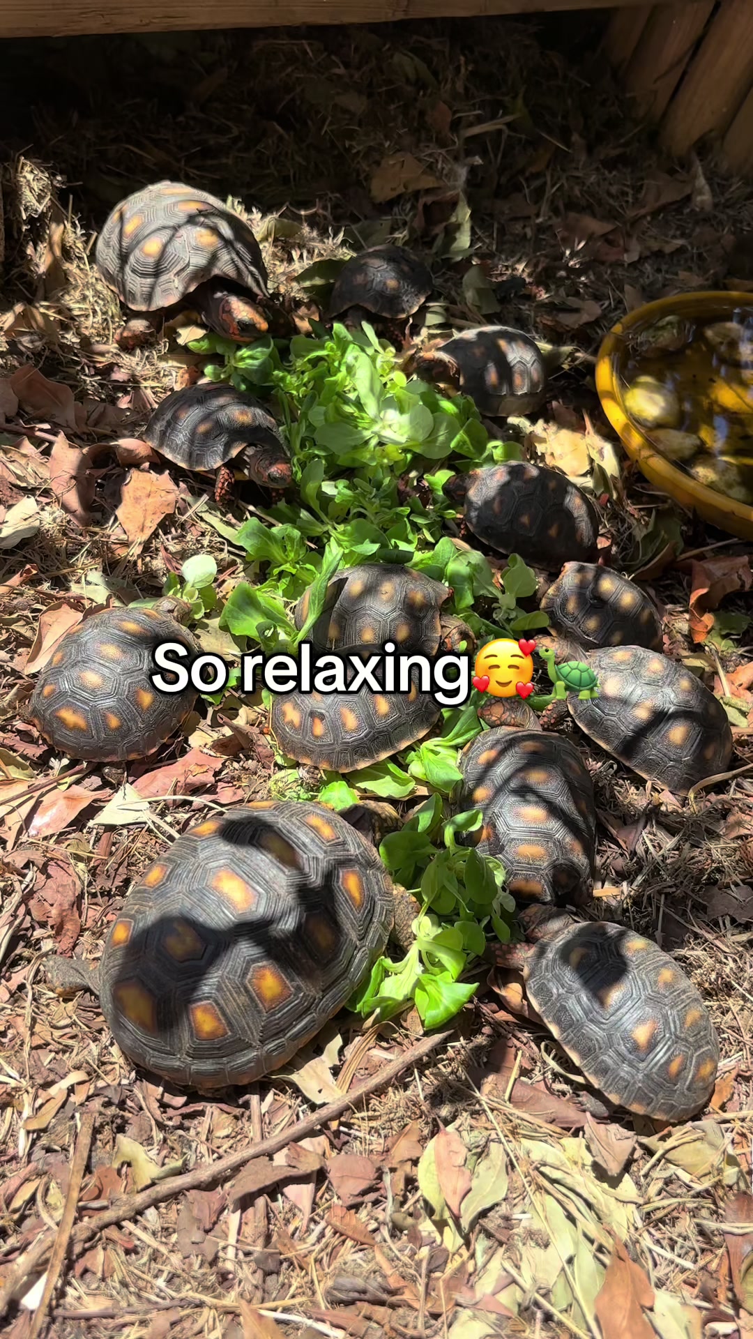 @tortoises sxm🐢