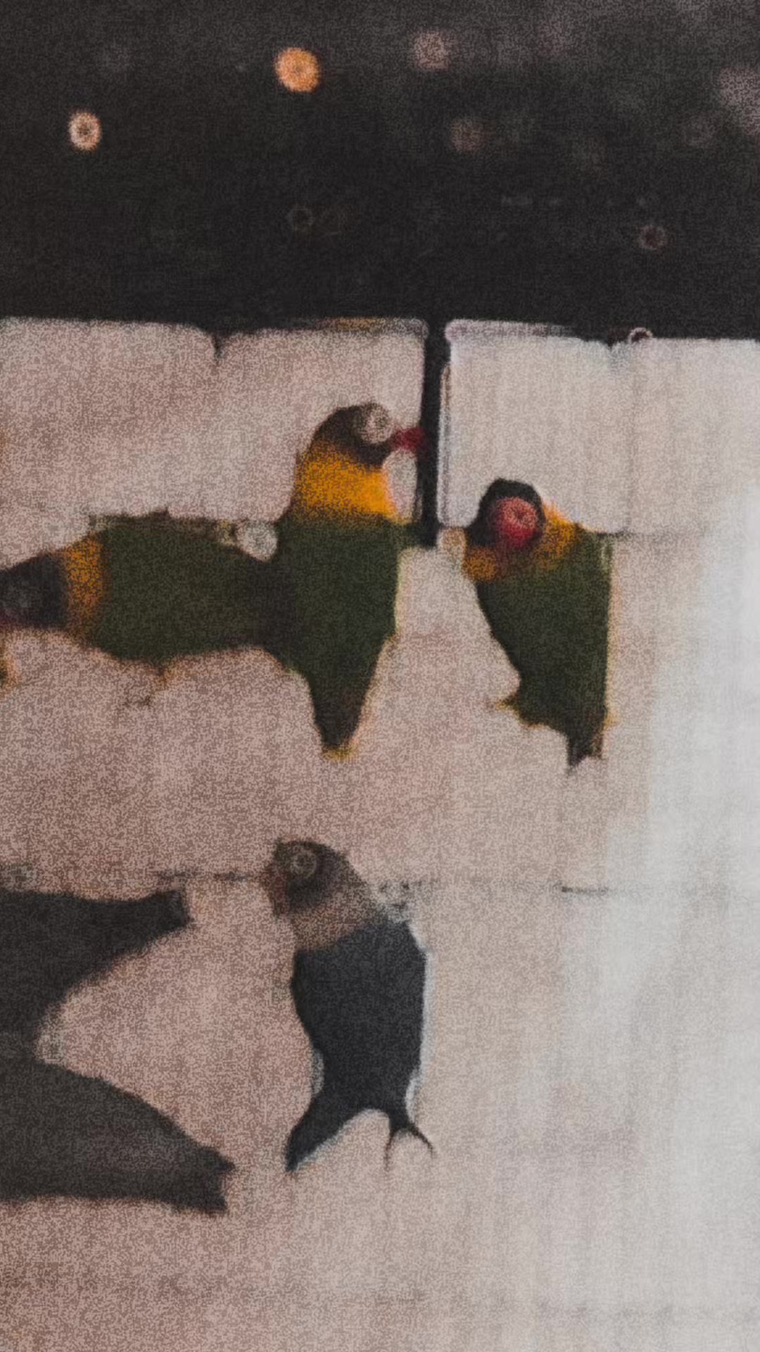 @Zozi Aviary