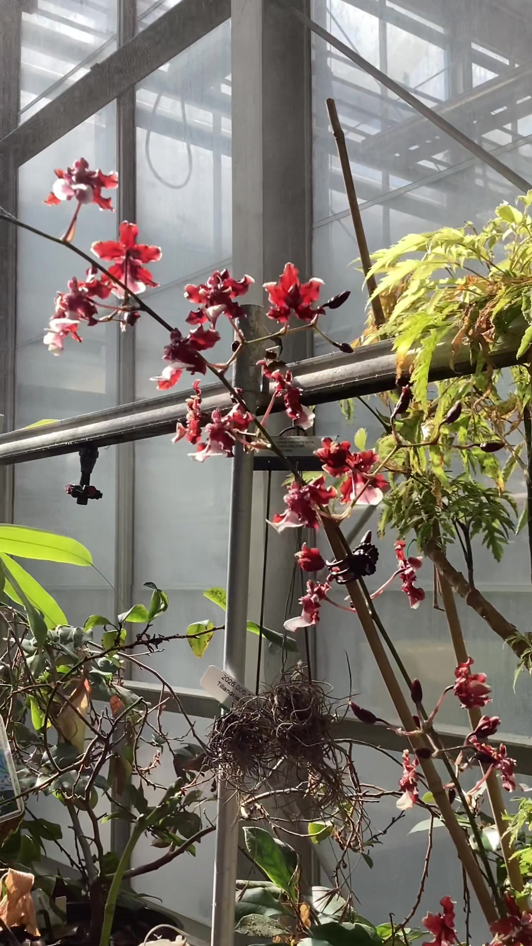 @bsu greenhouse