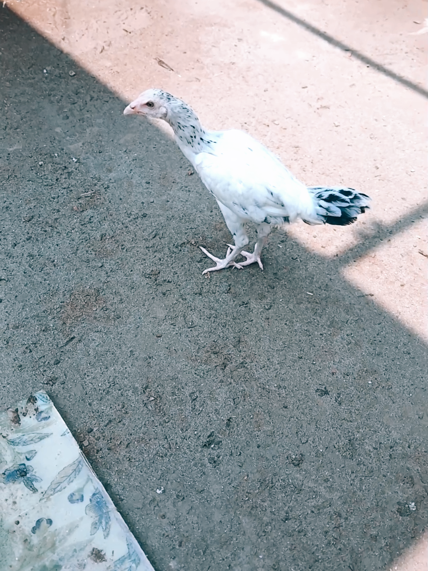 @Sajjad Aseel Farm