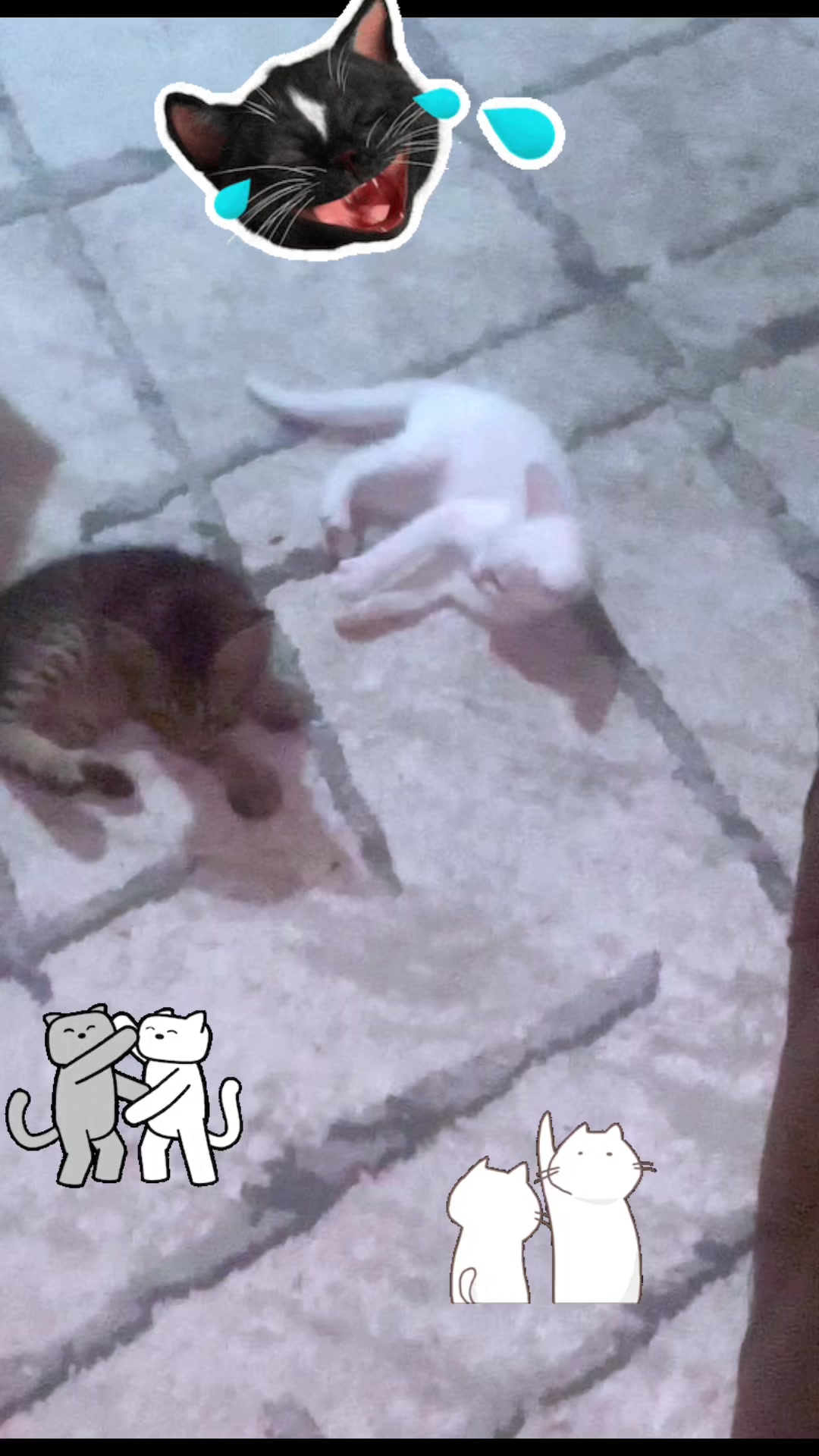 @โจ๐. . .๐โจ ๐ต๐ญ๐ฆ๐ช