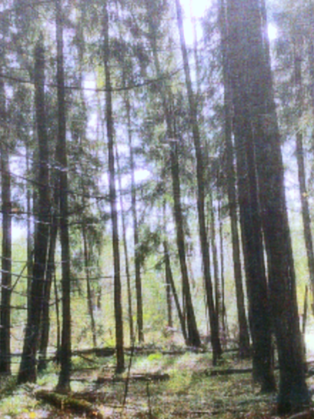 @khvoyny🌲