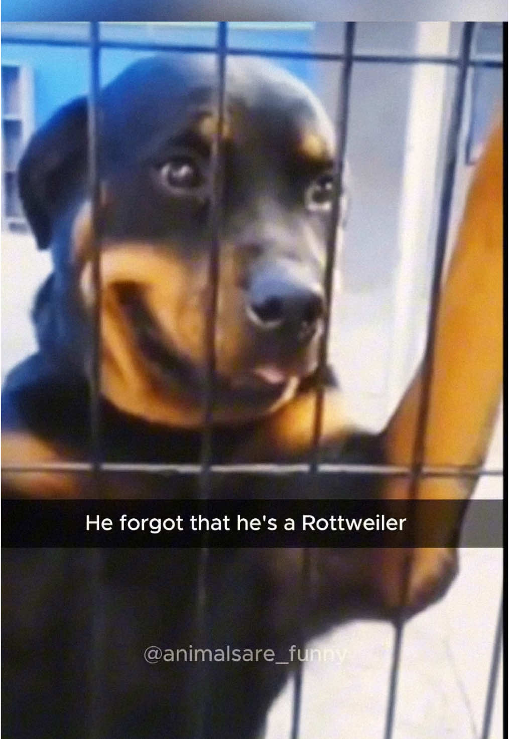 @Funny animals 😹🐶🇺🇸