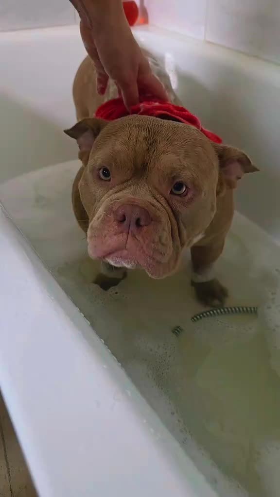 @Americanbully.Boyka