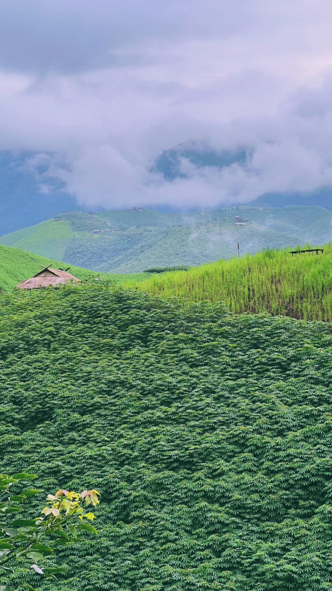 @Pankhuan