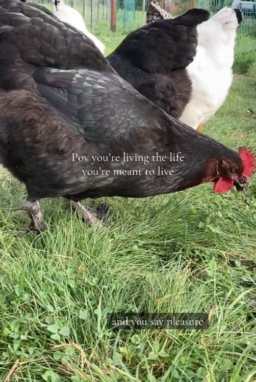 @SimplyLivingHomestead