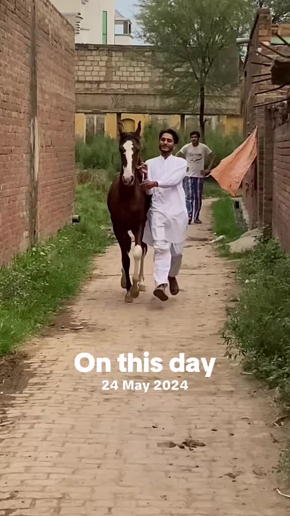 @Ch Hammad bokan ♥️🐎