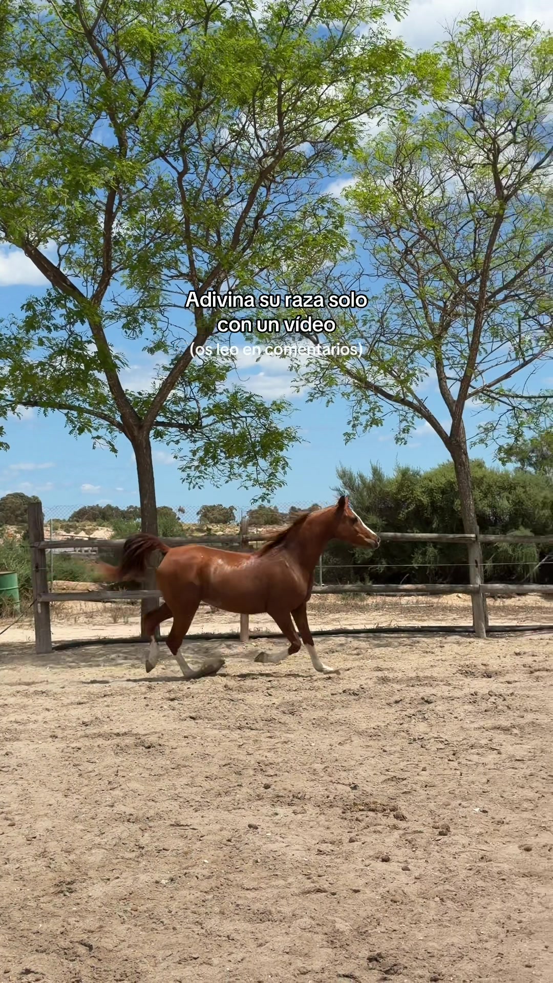 @MyHorse