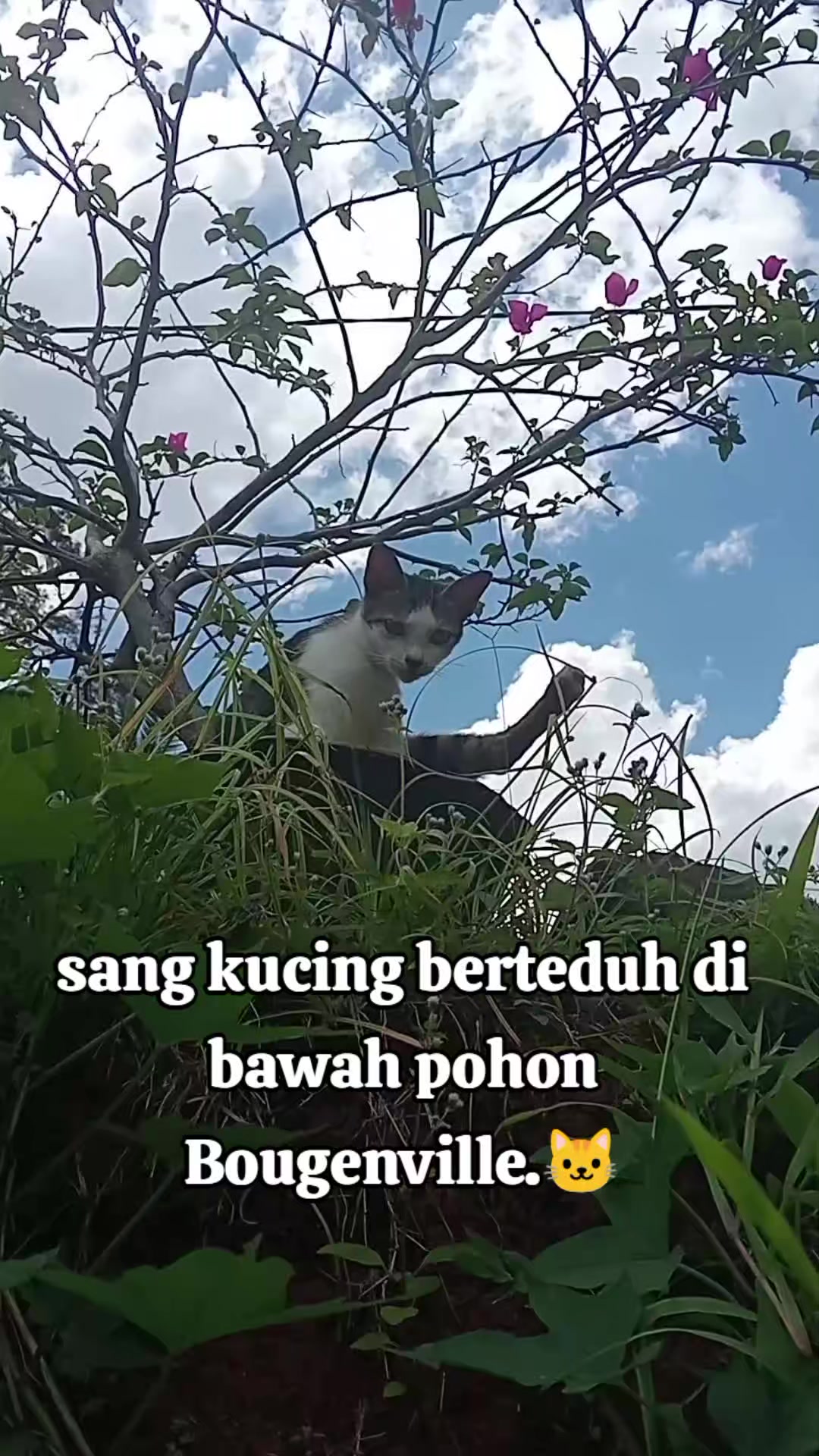 @Rizqi
