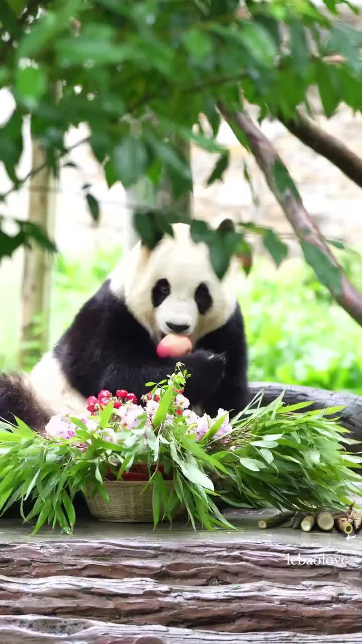 @pandy_pandaa