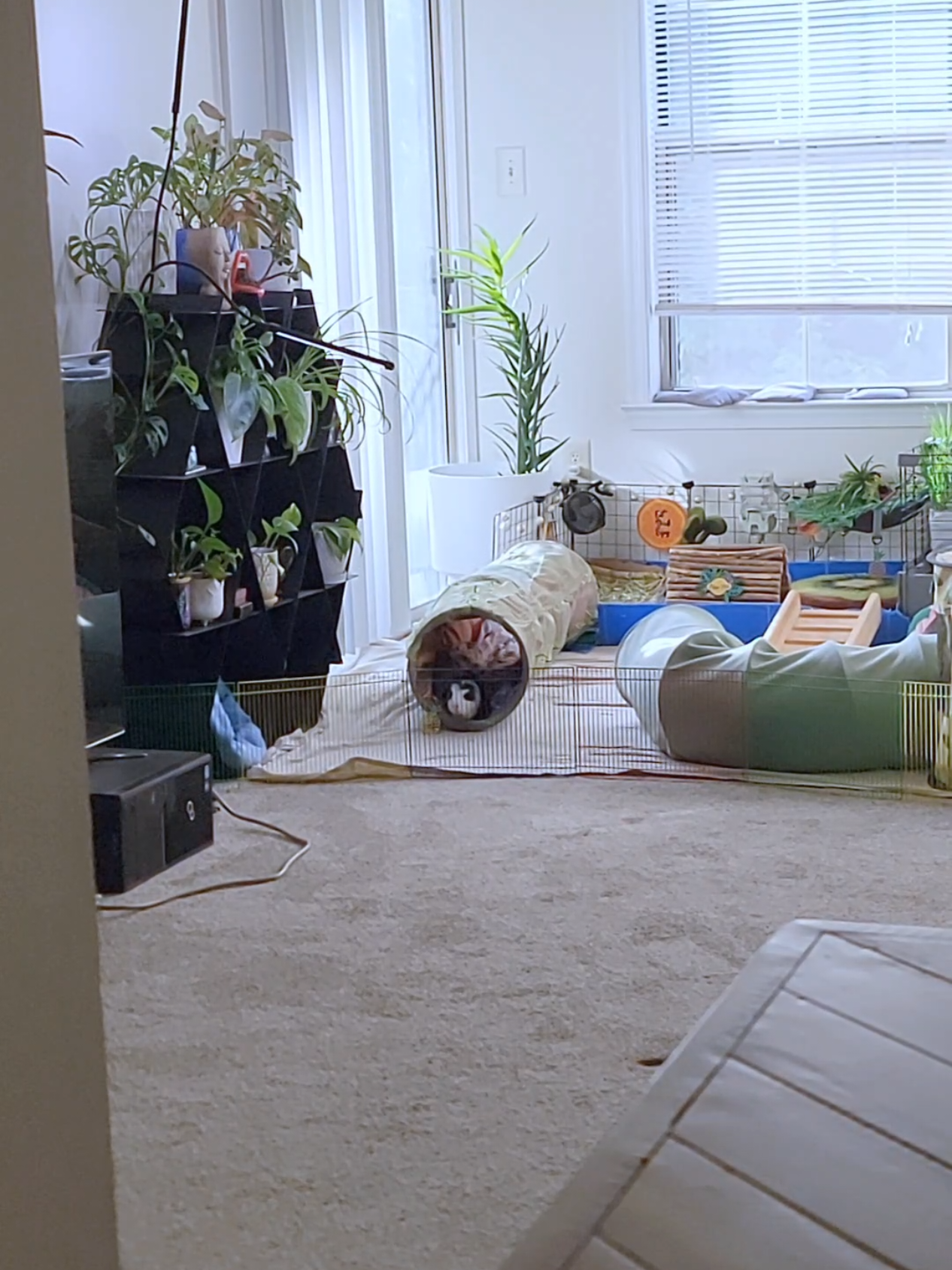 @Dunkin & Donut the guinea pigs