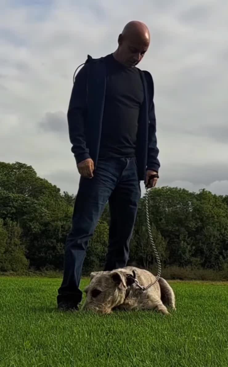 @TOBY THE WHEATEN BULL TERRIER